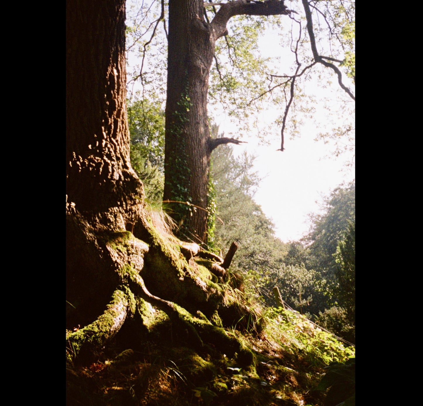 Chroma Click - 35mm Compact Camera with 24mm "Double Glass" lens