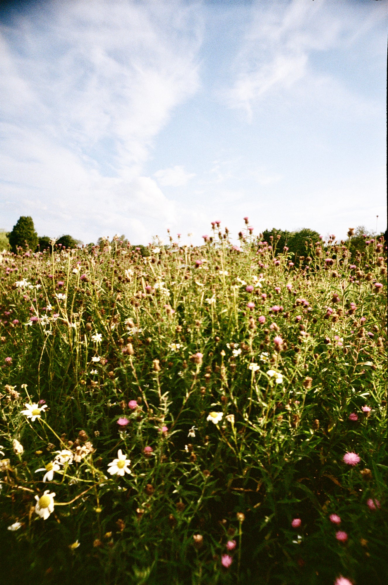 Chroma Click - 35mm Compact Camera with 24mm "Double Glass" lens